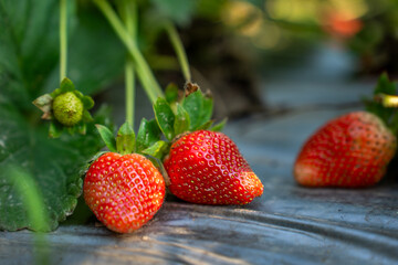 Organic strawberries thrive, nurtured by nature’s touch. Witness the harmonious blend of...