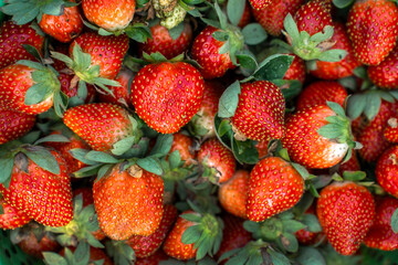 Strawberries from farm to table, showcasing the natural beauty and taste of freshly picked, organic...