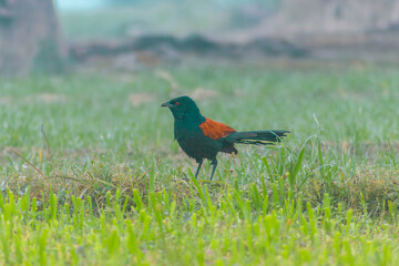 Greater coucal 