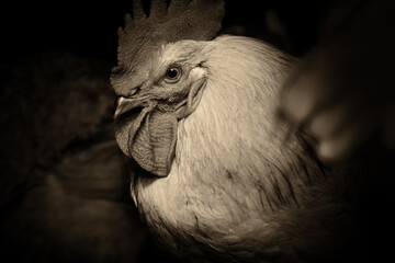 Rural farm. The rooster and hens are preparing to sleep in the barn on the seat