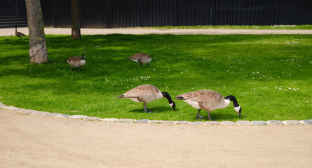 A family of Canada Geese grazing grass in city Frankfurt am Main, on bank of river in Frankfurt,...