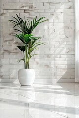 Potted Plant on White Counter