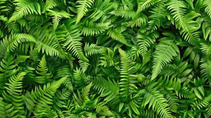 Fresh green fern leaves, close up