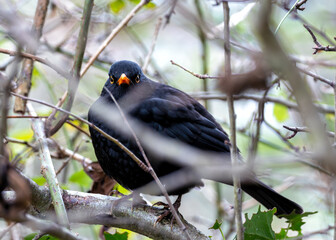 Blackbird (Turdus merula) - Europe, North Africa, and parts of Asia