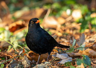 Blackbird (Turdus merula) - Europe, North Africa, and parts of Asia