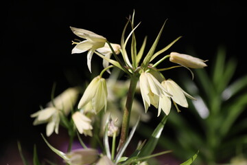 Blooming crown imperial in spring garden. Fritillaria imperialis.