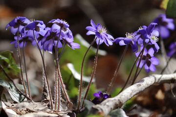 Flowering common hepatica or liverwort (Hepatica nobilis) plants in forest