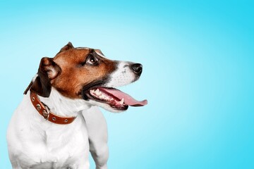 National Happy Pet day, cute smart dog