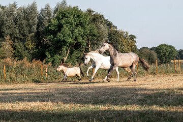 three horses running in the pasture