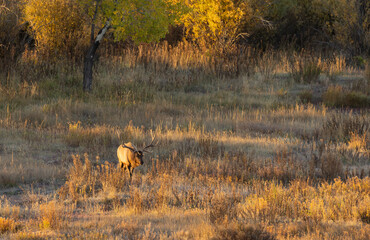 Obraz na płótnie Canvas Bull Elk During the rut in Autumn in Wyoming