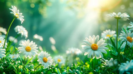 Foto op Plexiglas Summer chamomile daisy flowers banner background © KEA