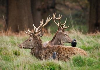 Red deer resting in grass and trees