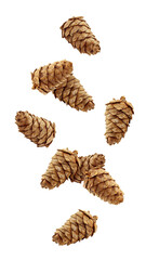 Falling cedar pine cone isolated on white background, full depth of field