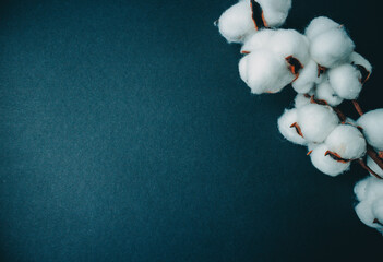 White cotton on blue background. Copy space. Clean background