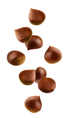 Falling Chestnuts, isolated on white background, full depth of field