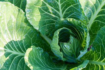 Young cabbage plant in the garden. - obrazy, fototapety, plakaty