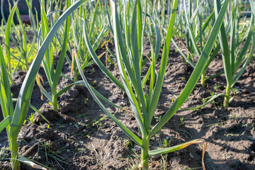 Slender rows of young garlic plants in a garden bed.