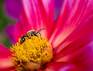 Great banded furrow-bee on a dahlia blossom - 773332799