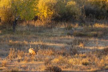 Bull Elk During the rut in Autumn in Wyoming