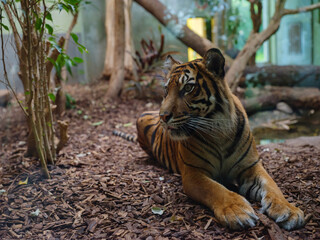 Bengal tiger in his enclosure, walk in Frankfurt Zoological garden, founded in 1858 and second...