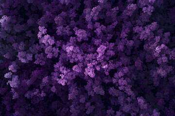 Naklejka premium Stunning Lavender Field Illuminated by Twilight Hues