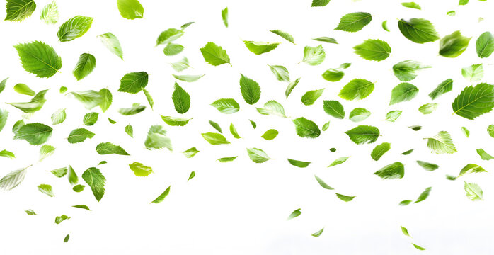 Scattered Green Leaves on a Light Background for Fresh Concepts