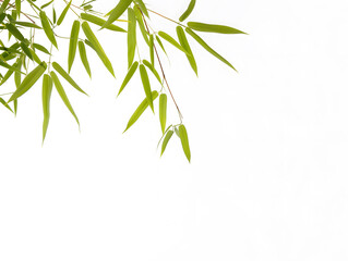 Serene Green Bamboo Leaves on a Pristine White Background