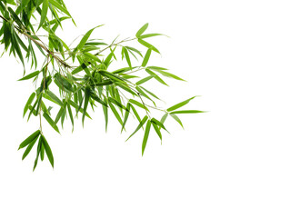 Serene Green Bamboo Leaves on a Pristine White Background