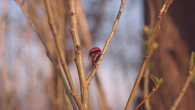 Red beetles mating on branch. Spring time