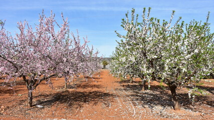 fruit garden in blossom near village Torrenostra in Spain