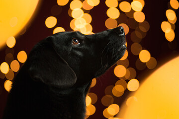 black labrador retriever type dog head profile portrait in the studio with yellow christmas lights...