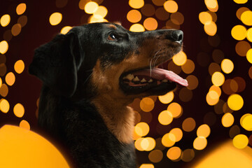 blue merle beauceron dog head profile portrait in the studio with yellow christmas lights in the...