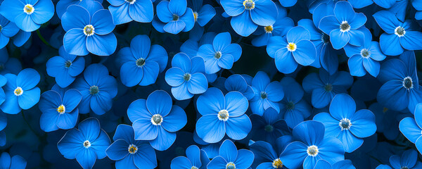 Floral background with forget-me-not flowers. Banner with small blue flowers close up. Top view.