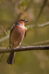 A male common chaffinch (Fringilla coelebs) sits on the thick branch toward the camera lens on a spring sunny day. Close-up portrait of male chaffinch with green background.