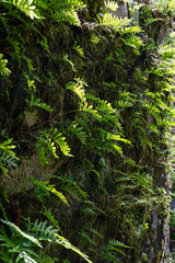 a collection of green ferns growing on a wall