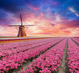 dutch windmill over yellow tulips field , Holland, retro toned. High quality photo - 773342162
