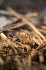 Mediterranean recluse spider, violin spider (Loxosceles rufescens), Brown recluse spider, in its wild habitat. Alghero, Sassari, Sardinia, Italy