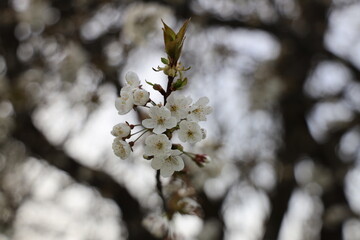 Spring apple tree white blossom 