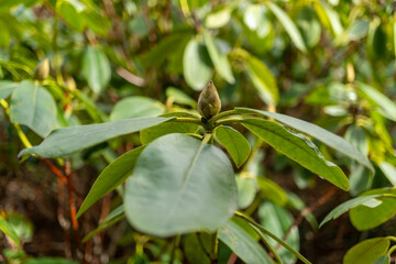 Close up of a terrestrial plant with green leaves and yellow buds