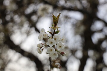 Spring apple tree white blossom 