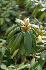 Close up of a terrestrial plant with green leaves and yellow buds