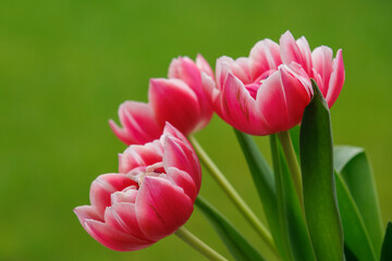 Frühlingszeit in dem Dorf Weseke im Münsterland