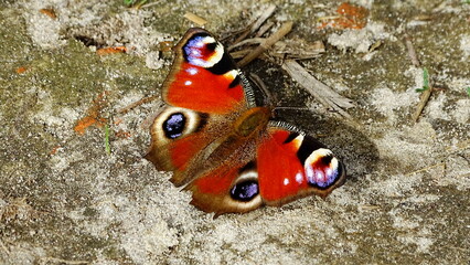 motyl © Piotr