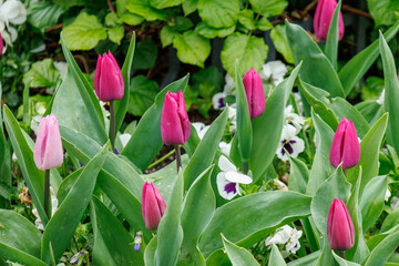 Frühlingszeit in dem Dorf Weseke im Münsterland
