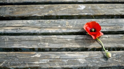 A red-colored poppy on the wooden seat - obrazy, fototapety, plakaty