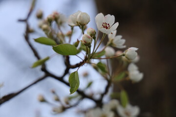 Spring apple tree white blossom 