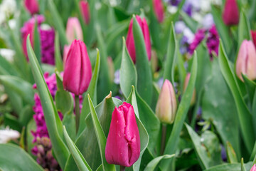Frühlingszeit in dem Dorf Weseke im Münsterland