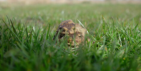 Common toad. Bufo bufo. Amplexus as part of the mating process.