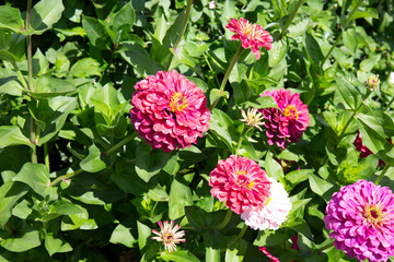Zinnia elegans flowers in the garden with green leaves background in summer