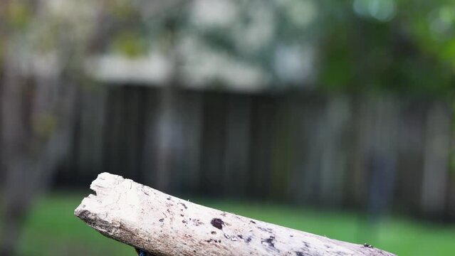 Blue Jay Landing on Branch, Grabs Peanut, and Swiftly Takes Flight